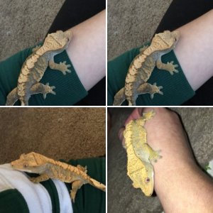 Ryanns_Reptiles