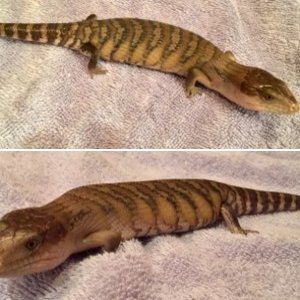 Dave_Skinks