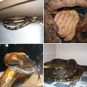 pythonjim