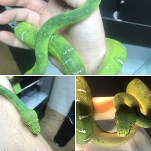 Chondro69
