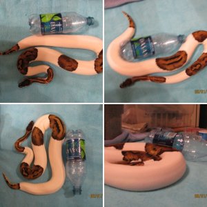 SoCalReptile