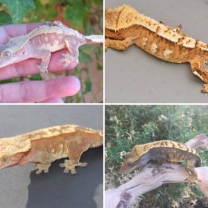 hollywoodgeckos