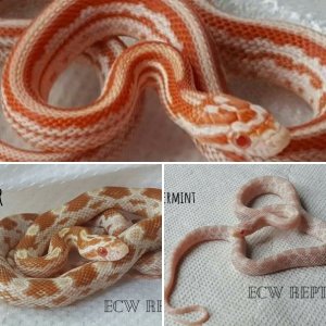 ECWcorn