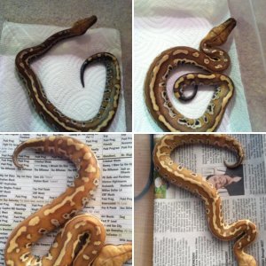 Python Addiction