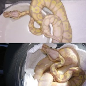 masterofpythons