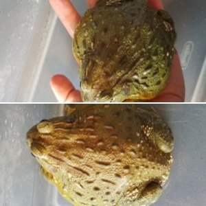 NajaSagittifera