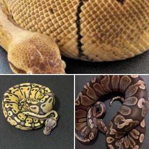 PythonPalace19