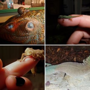 lickyoureyeballs