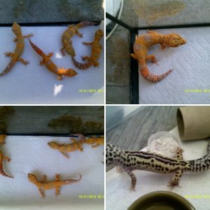 AquaCreations