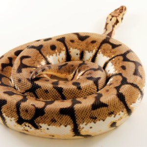 vipconstrictors