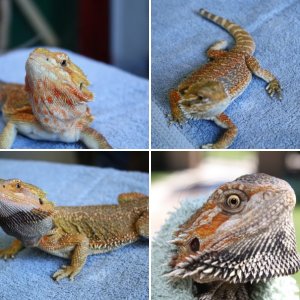 scalycritters