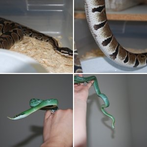 robrad78