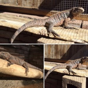 Cyclura1