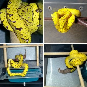 Carpet Python73