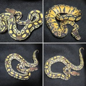 MyBallPython