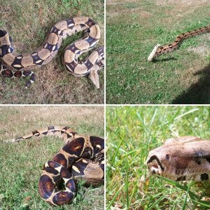 blainesnake6