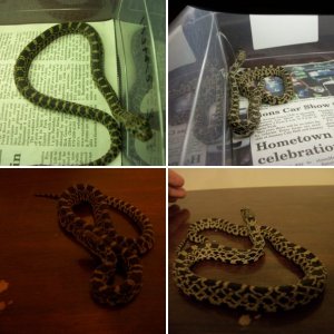SnakePhreak