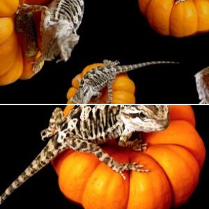 jomobeardies