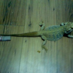 lizardguy1992