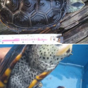 Reptilegirl87