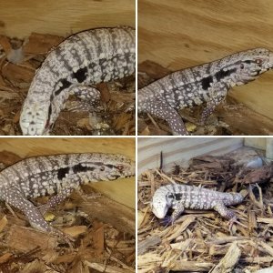 White Trash Reptiles