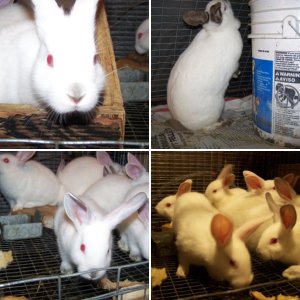 Needrats