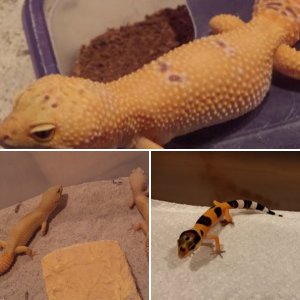 WestCoast Exotic Reptiles