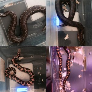 TreeHouseReptiles