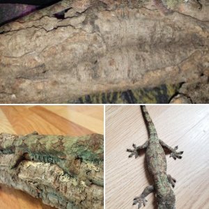 Dragonfire1577