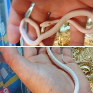 Cornsnakeman