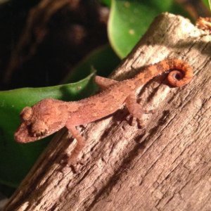 stickytoed!