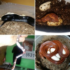 Cold Blooded Playthings