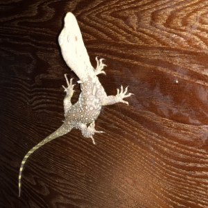 reptileking550