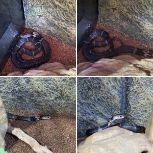 Hissterical Reptiles