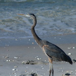 Blue heron on Englewood Beach, Florida