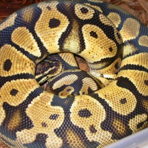 Adult Male Bell Line Pastel