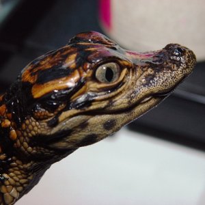 Gator #1