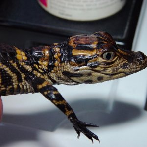 Gator #2