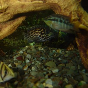 Dat & misc Cichlids
