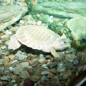 White Fly River Turtle! #1