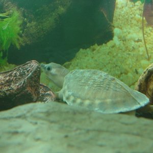 White Fly River Turtle! #4
