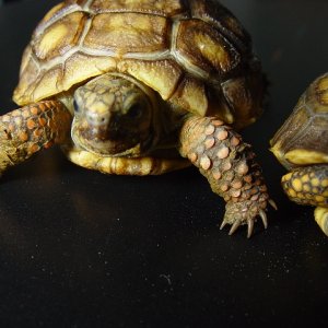 Yellow Foot Tortoises #2