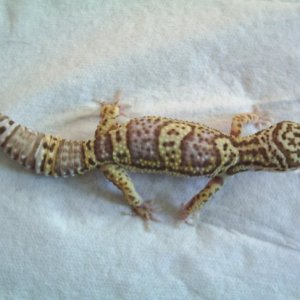 Bell Albino #2