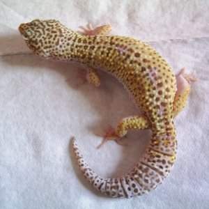 Bell Albino #4