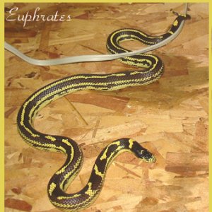 Euphrates ~ Cal King