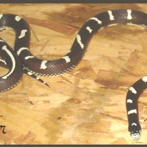 Jester ~ Aberrant Kingsnake