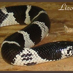 Licorice ~ Cal King