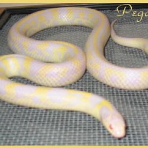 Pegasus ~ Albino CAL Kingsnake