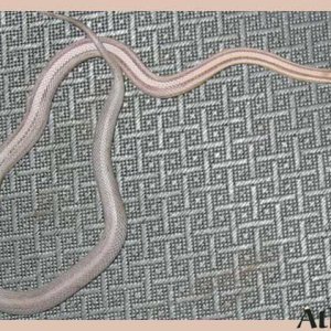 Athena ~ Anery Stripe Corn