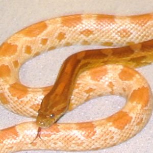 Creamsicle ~ Rootbeer